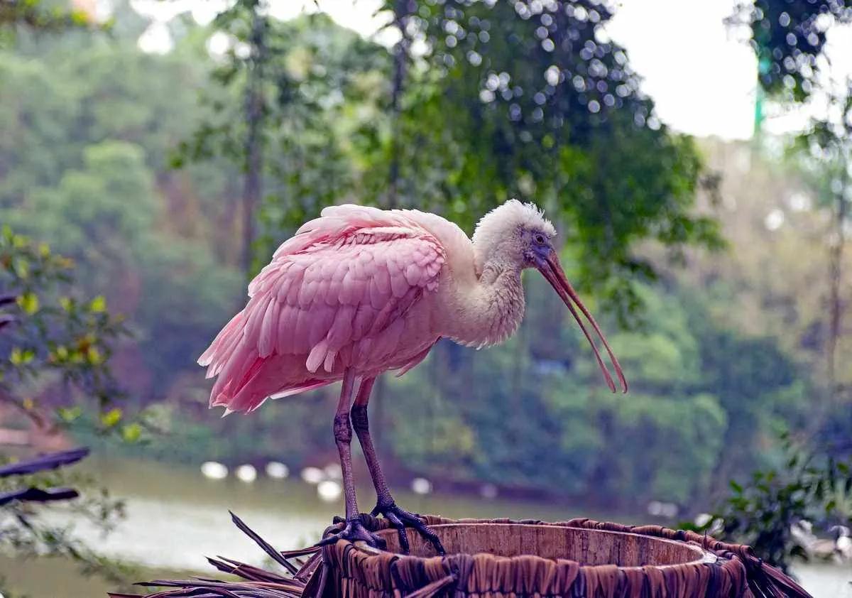 广州长隆野生动物世界有大象吗,广州长隆野生动物世界有多少动物