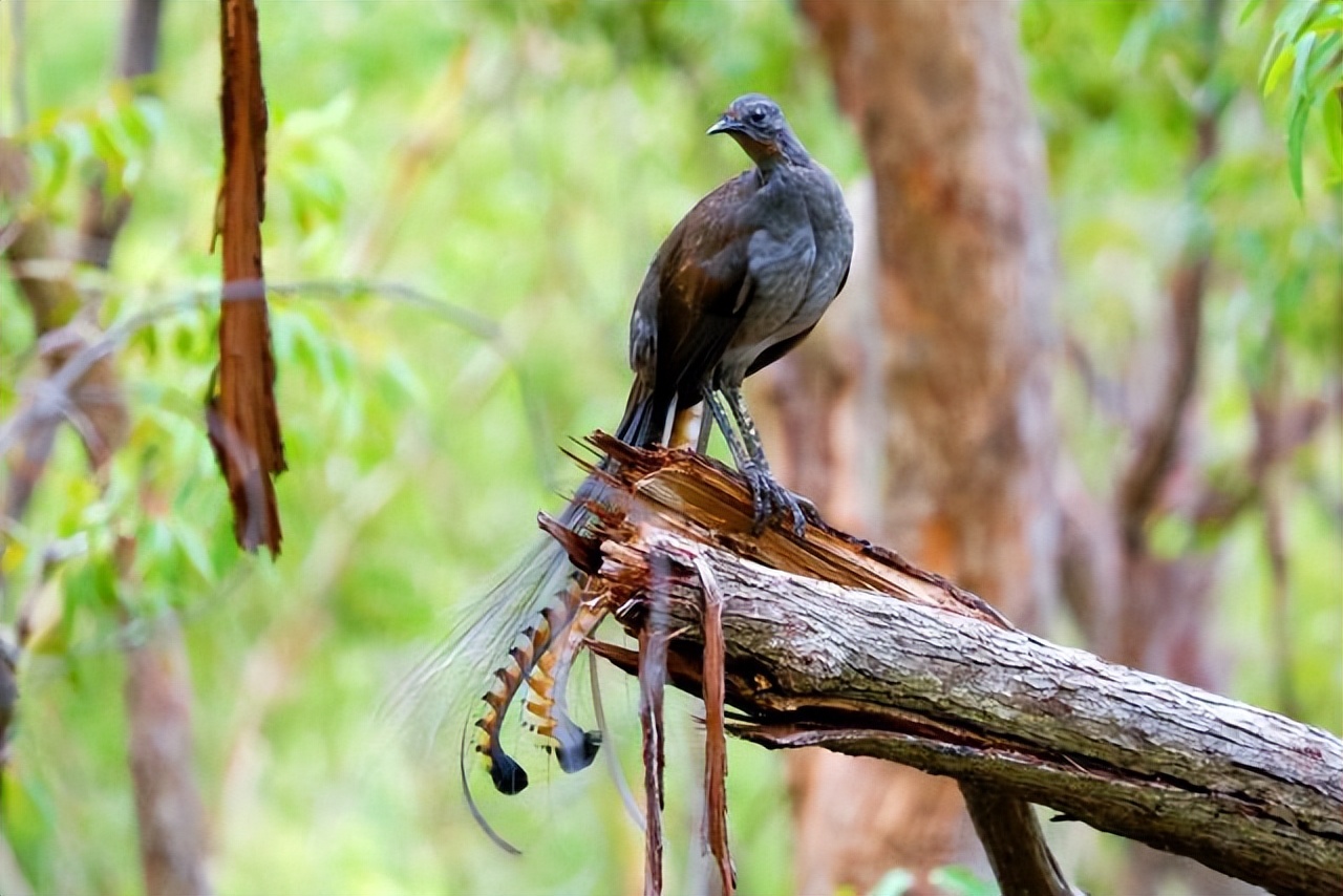 世界上最大的华丽琴鸟,天堂的使者