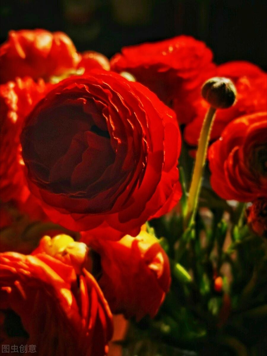 一花一世界一叶一花一菩提,春天来了一花一世界一叶一菩提