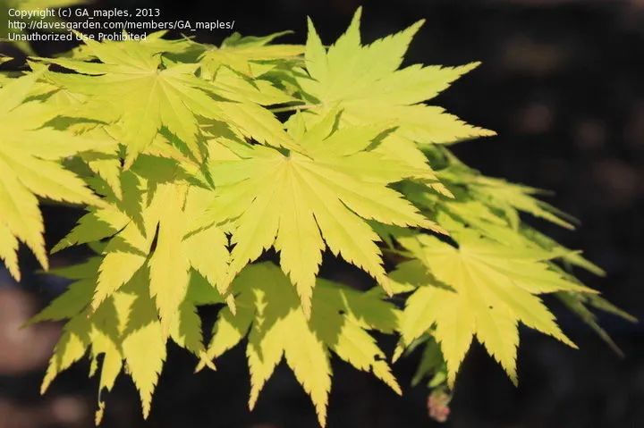 「秋天必看」枫树图鉴22年版——鸡爪枫及日本枫篇