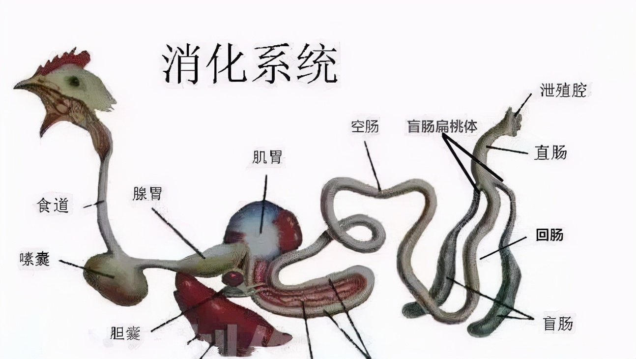 如何防治鸡坏死性肠炎?