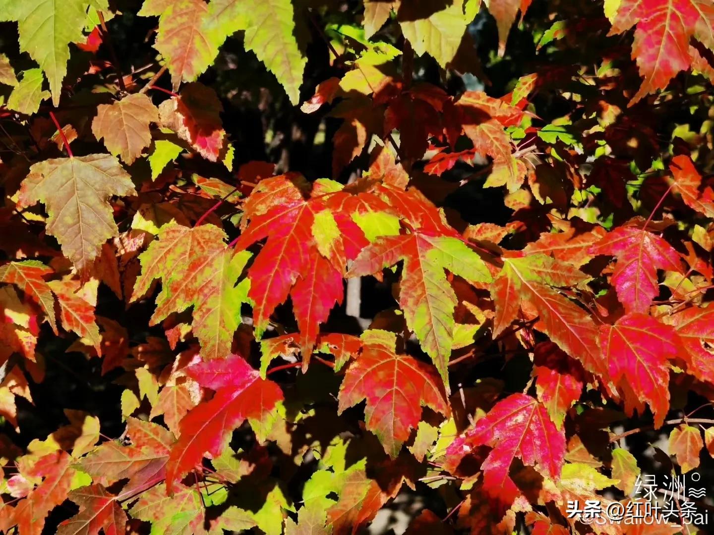 《卦里藏诗》之三.姜保坤