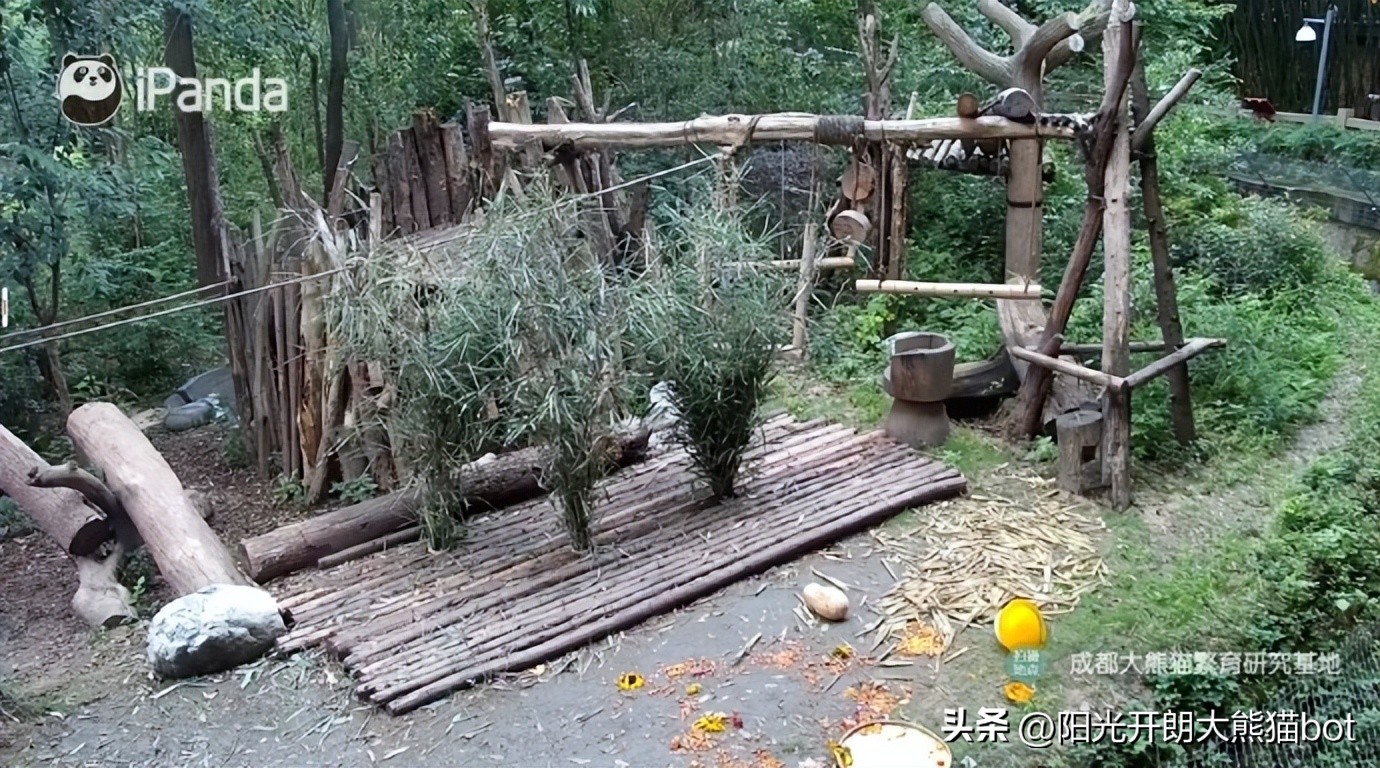 熊猫界的三大顶流视频,熊猫界四大顶流组合