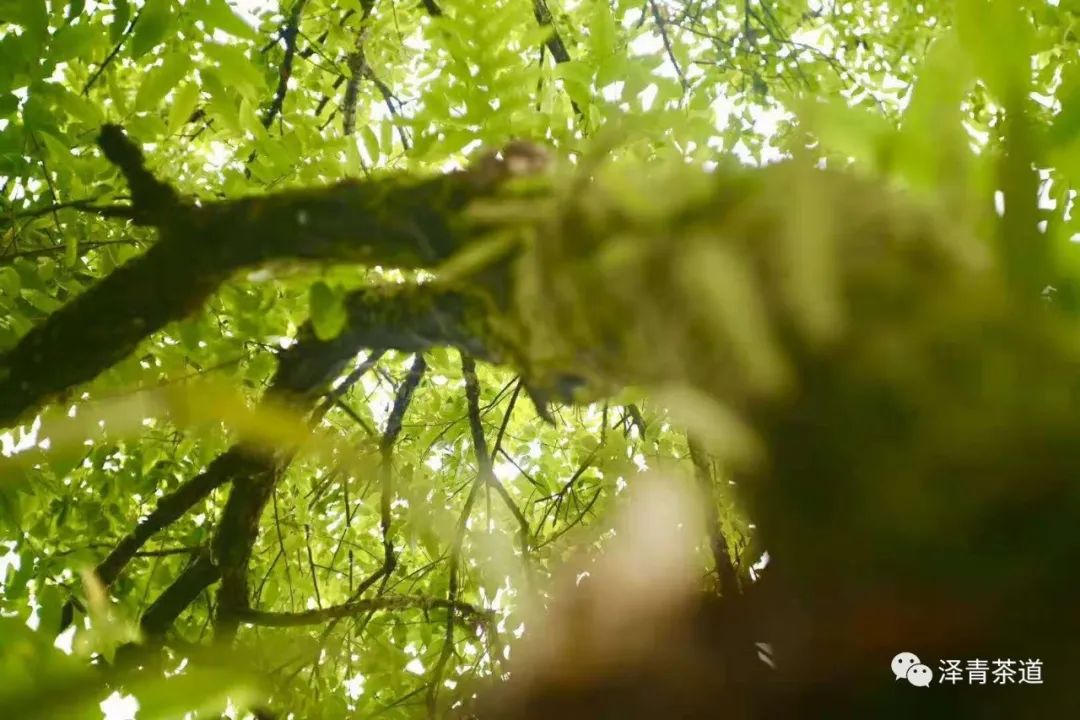 普洱茶各大山头的特性和口感图文,普洱茶老茶头的口感特点有哪些