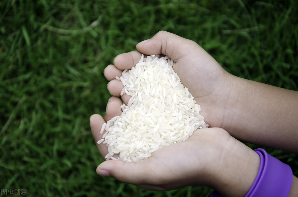 吃有虫的大米饭有什么不好,米饭里有虫子还能吃吗