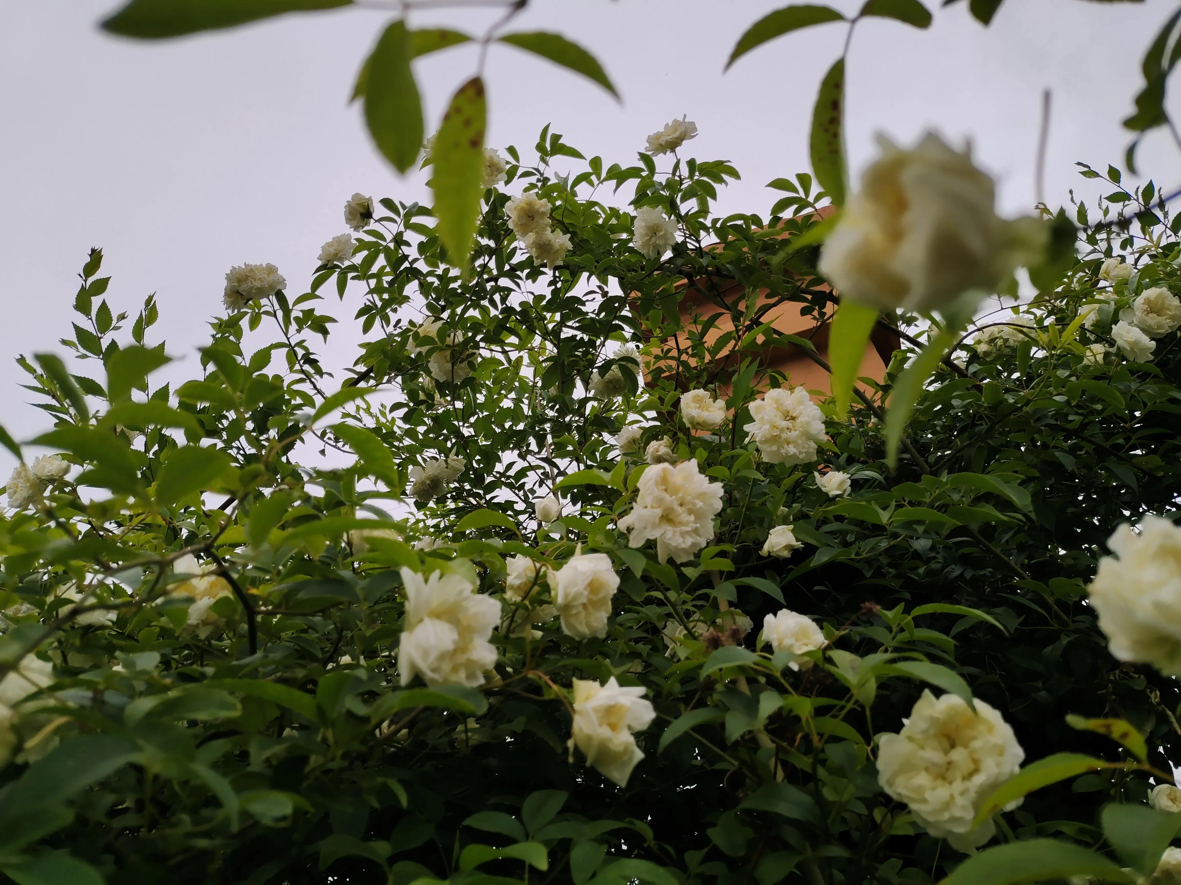 乡村校长最新视频,一位追逐梦想的乡村小学校长