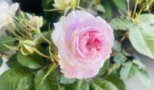 常见切花月季一览（45）