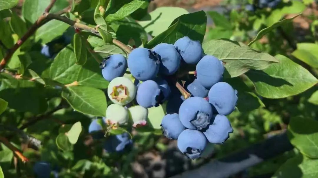 特色果业优质化发展,特色果业新政策