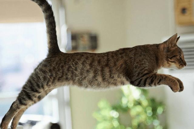 养猫咪最应该养什么猫,养猫首选这5种猫不仅忠诚还好养