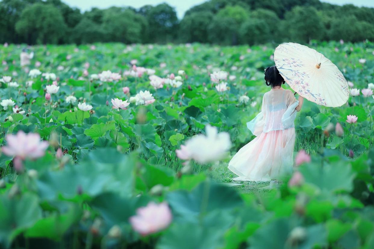散文夏日荷花,荷花与禅意的唯美散文