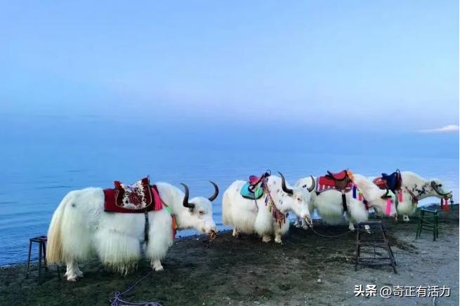 遇见青海最美的湖,遇见美丽的青海湖