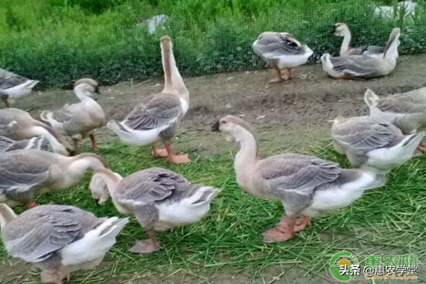 鹅生软壳蛋吃什么药,鹅下软壳蛋最快的解决方法