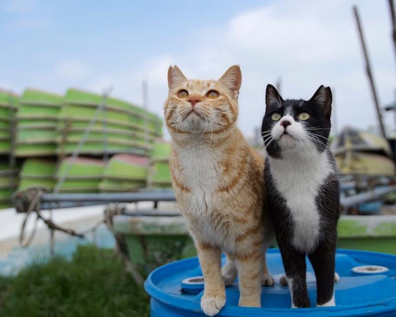 猫超可爱治愈的图片,罕见的流浪猫图片卡通可爱