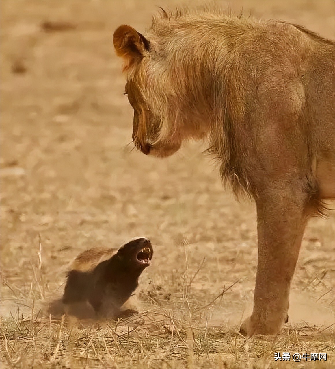 银钢150和蜜獾怎么选,平头哥蜜獾的战斗力有多强