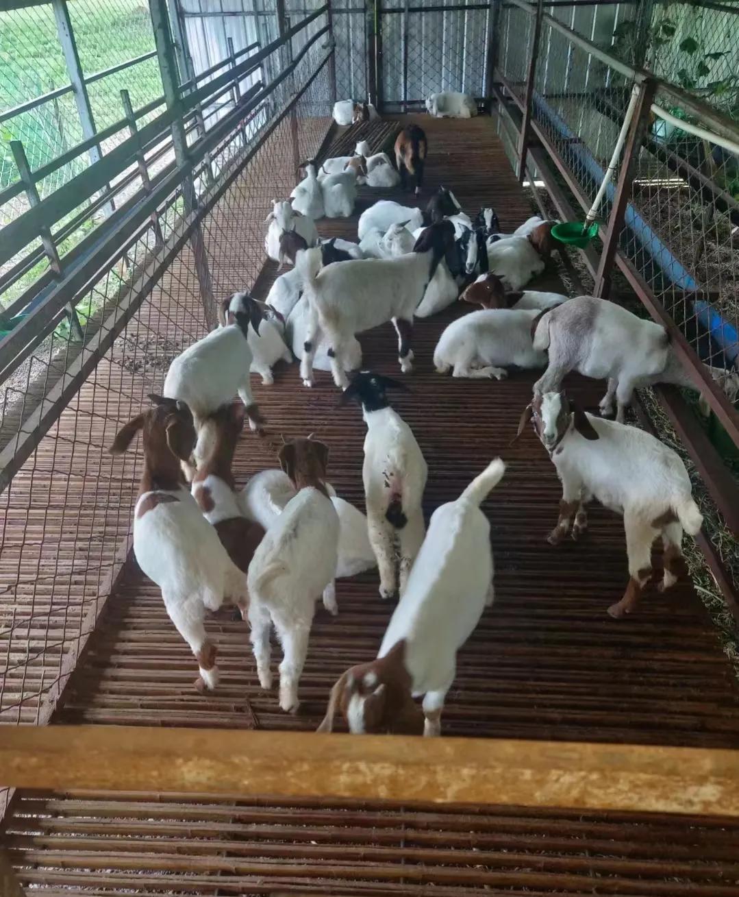 卖羊秘诀,怎样卖羊最有效