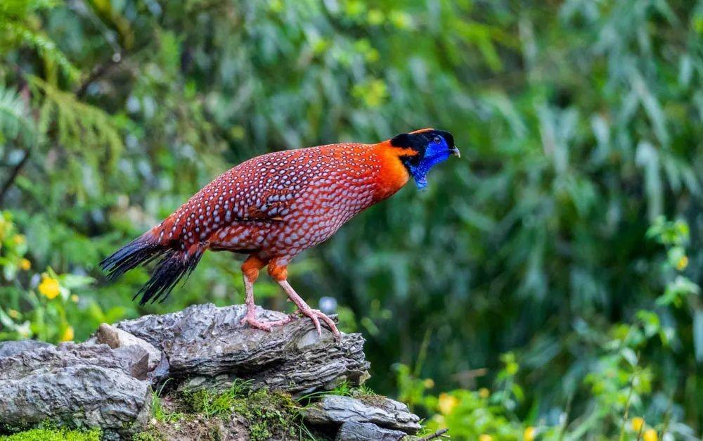 张家界罕见“娃娃鸡”，能发出婴儿般的啼哭，竟是“牢底坐穿鸟”