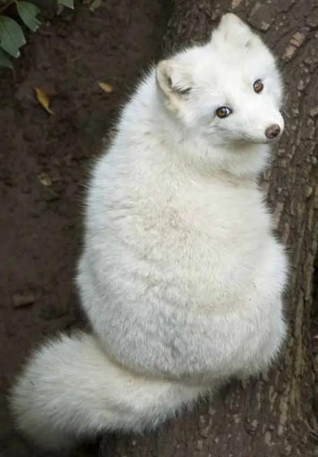 男子投喂狐狸被送灵芝,男子投喂白狐