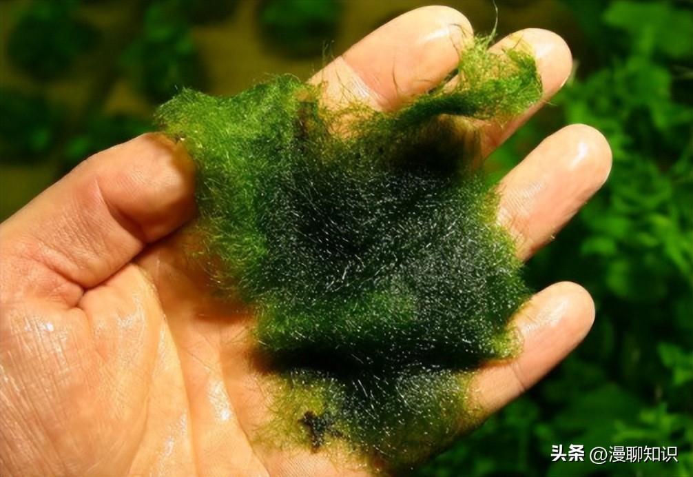 水稻田水绵怎么防治,水绵生物防治