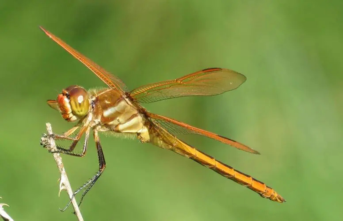 蜻蜓为什么能活过四次大灭绝,为什么现在很少见成群的蜻蜓