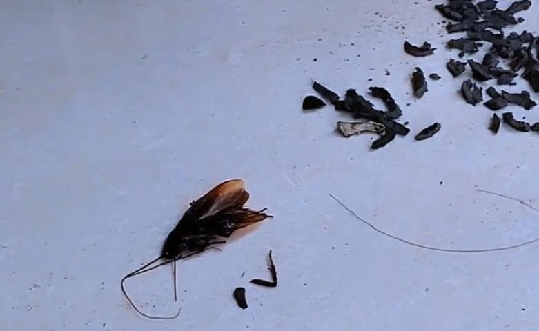 家里蟑螂太多怎么处理蟑螂,夏天蟑螂多教你一个小妙招