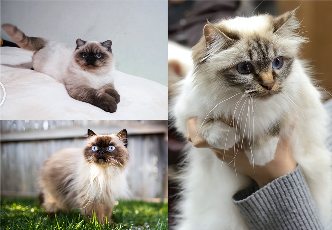 那些会帅气动作的小猫咪,那些丑到极致的小猫咪