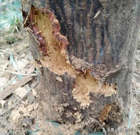 果树钻入蛀虫不处理会怎么样,果树根部蛀虫有什么办法