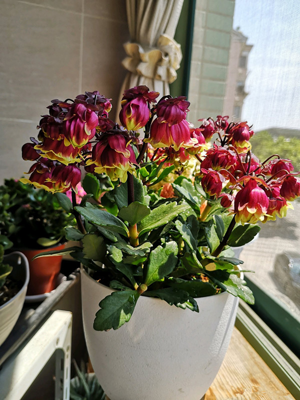 百花齐放春意浓群芳争艳,百花齐放喜迎新春