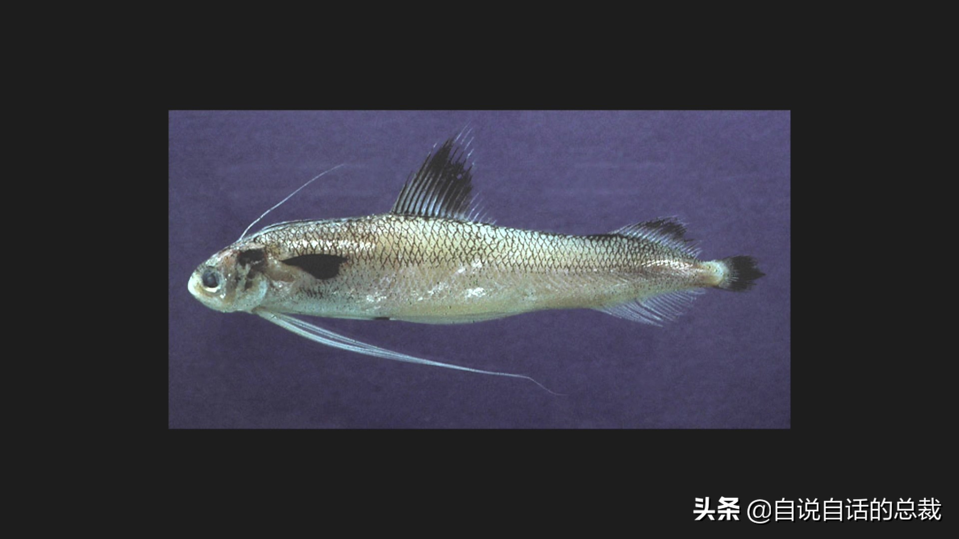 为什么鳕鱼卖的那么便宜,为什么我们吃到的鳕鱼都是假的