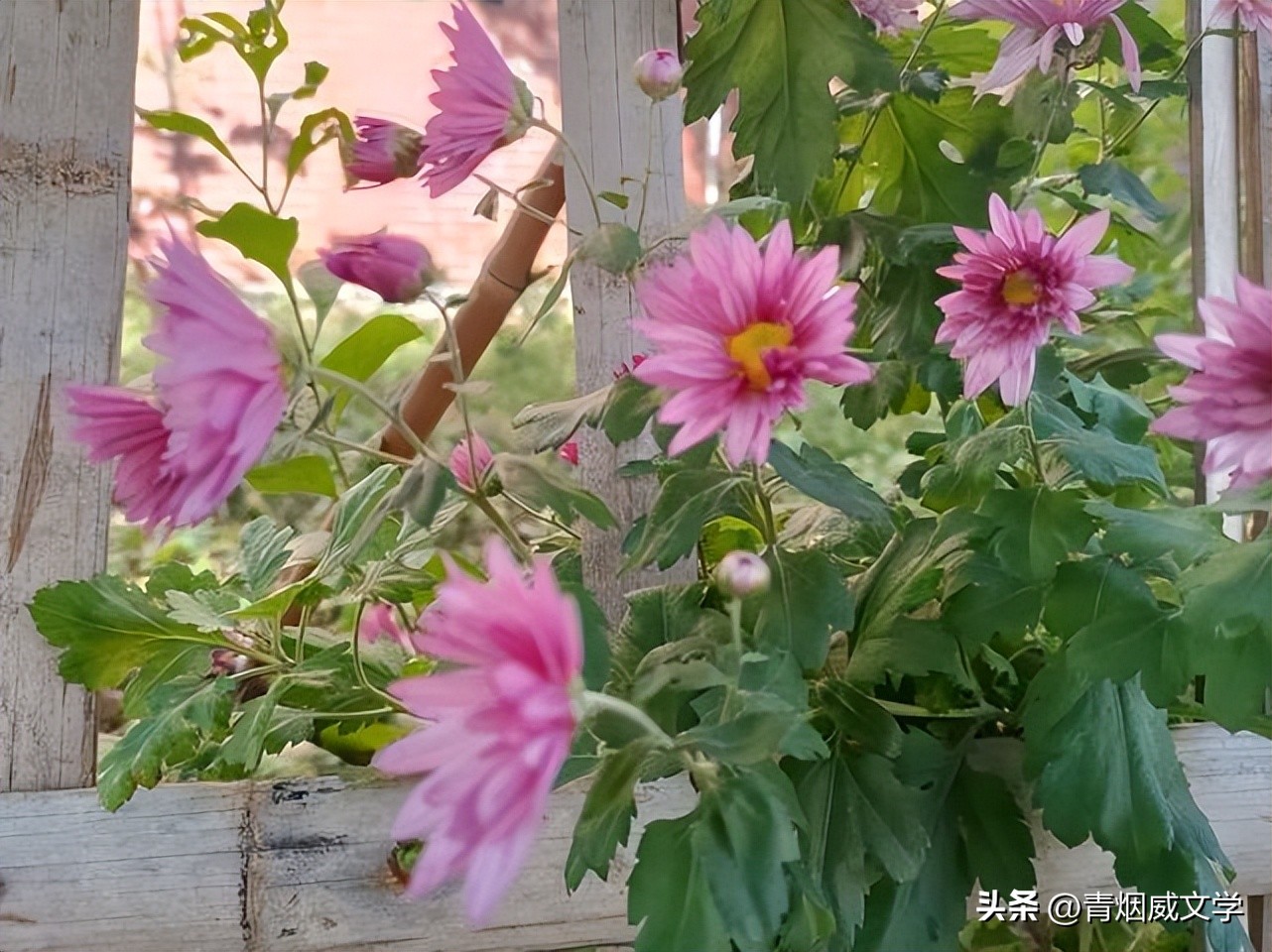 金秋十月诗词七律,金秋十月野菊黄七律