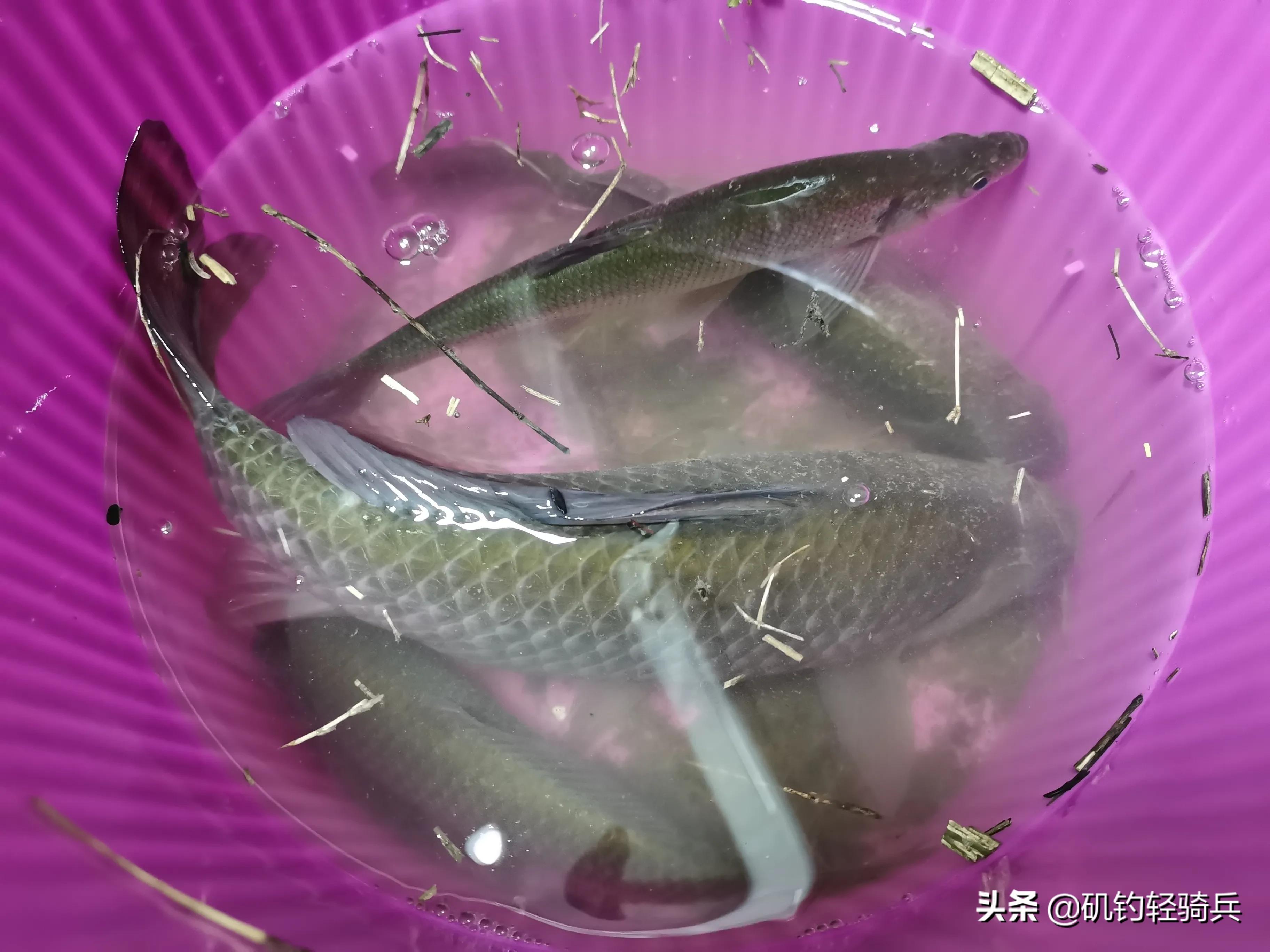 夏天打串钩怎样避开小鱼,水里有水草怎么钓串钩