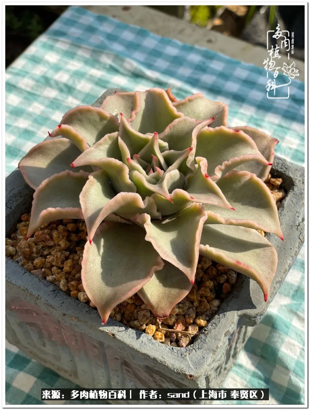 养点花草给生活添点乐趣,养点花花草草心情自然会好