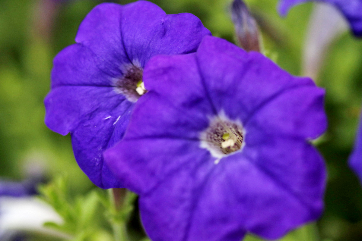 孔融几次让梨,北海太守孔融