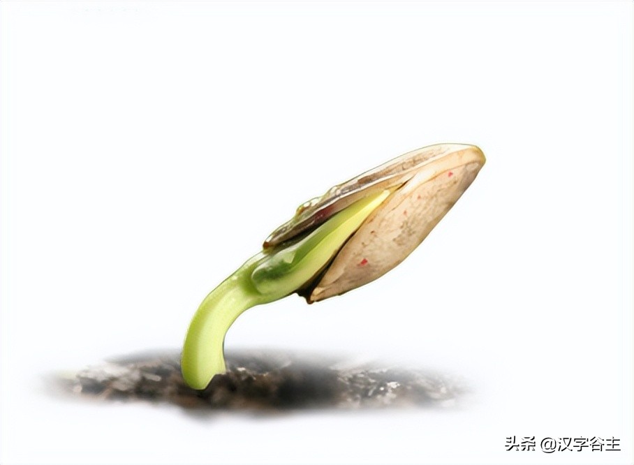 姹夊瓧妞嶇墿,鑽夋湪姹夊瓧