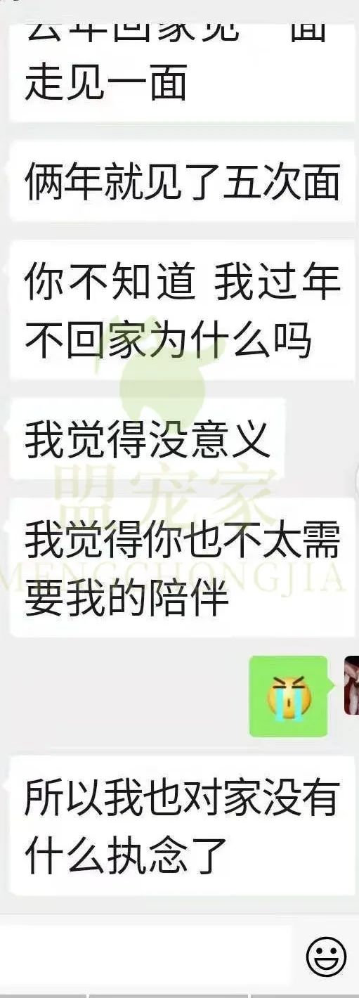德牧骨癌,流浪德牧被打裂鼻骨跑进医院求助
