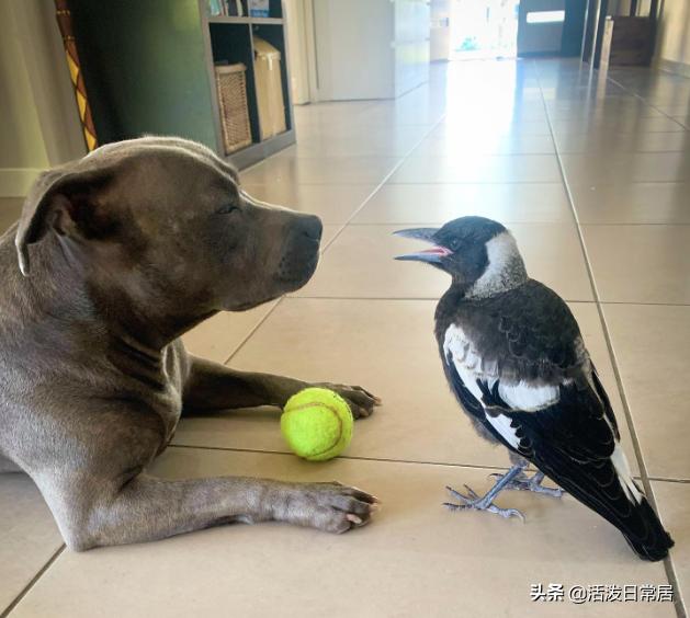 狗跟喜鹊待久了竟开始假孕分泌乳汁鸟：我把你当朋友你却想当我妈