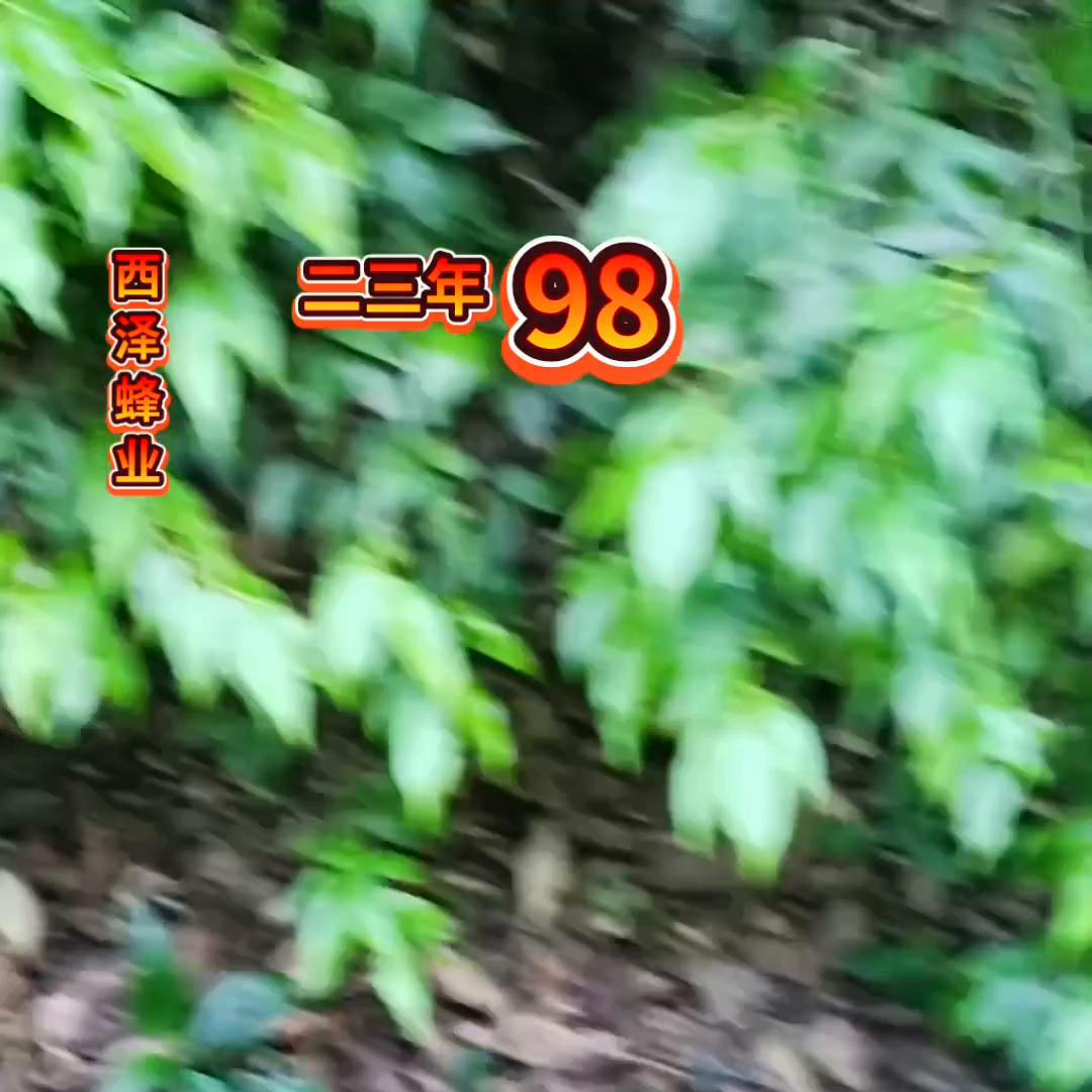 中蜂户外诱蜂,活蜂诱蜂的正确方法