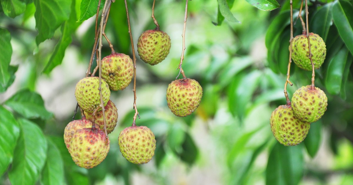 吃荔枝吃到一条虫进肚子会怎么样,吃荔枝吃出问题