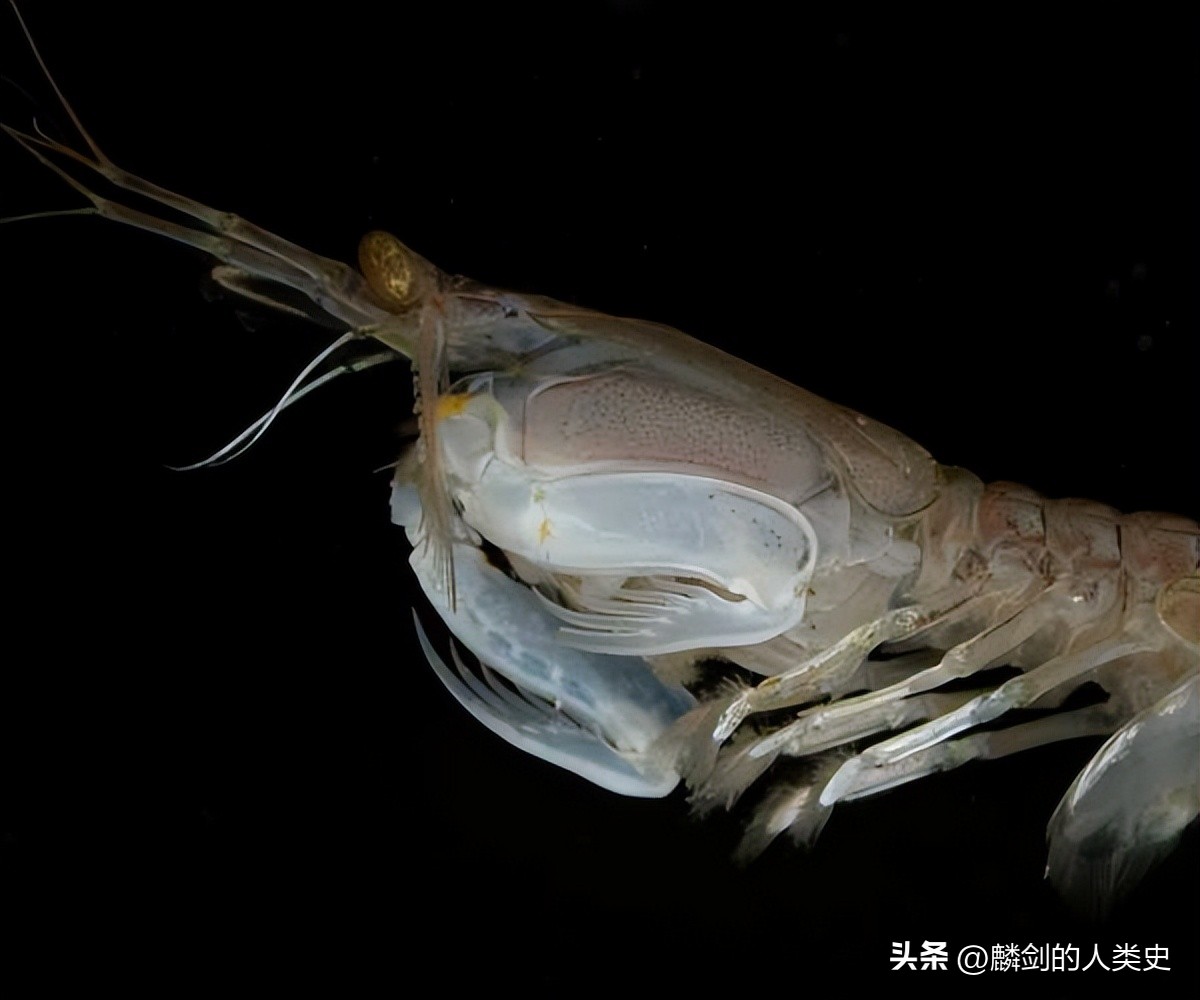 动物界大全,动物界纲属分类图