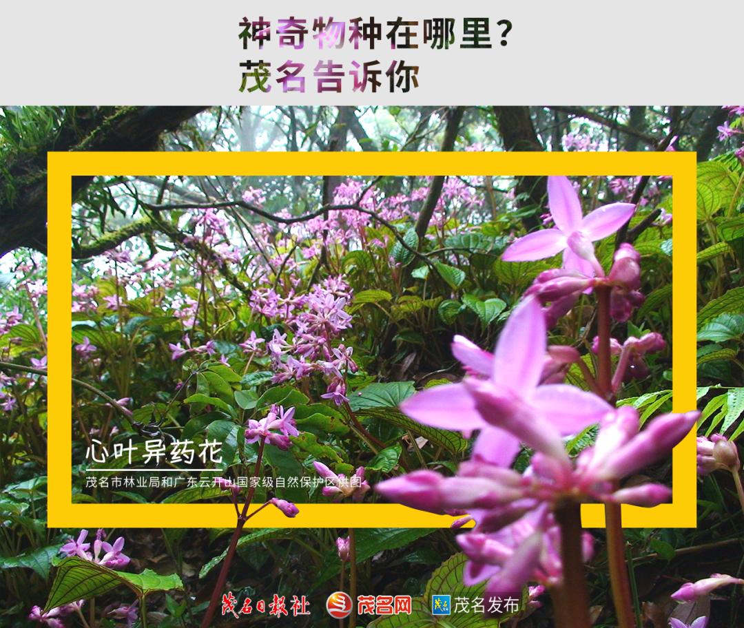 浙江神奇物种,茂名发现新物种