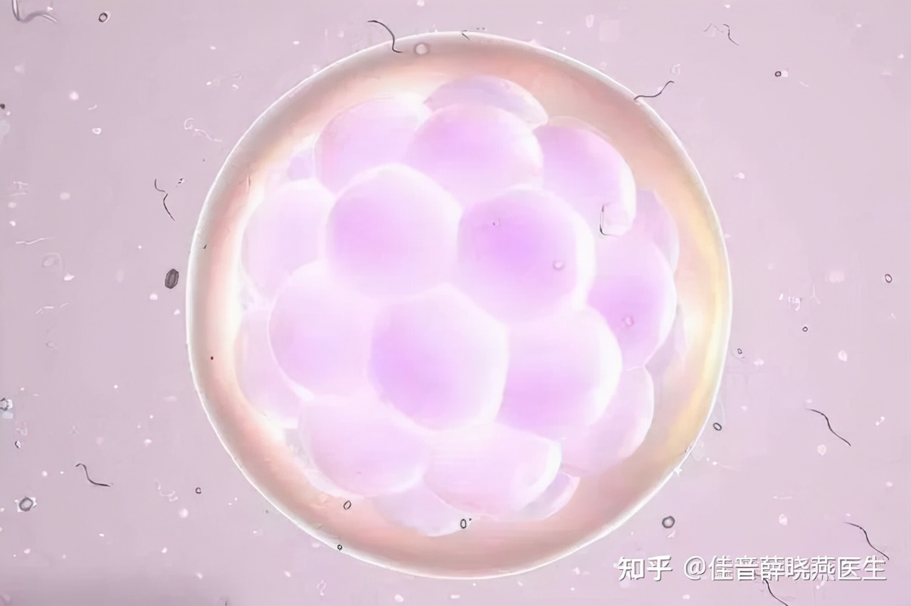 冻胚移植前孕酮和内膜多少正常,移植冻胚月经第十天内膜1.0