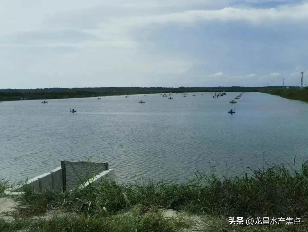 “烂嘴烂身”已成淡水鱼开春的梦魇，养殖户的出路在哪儿？