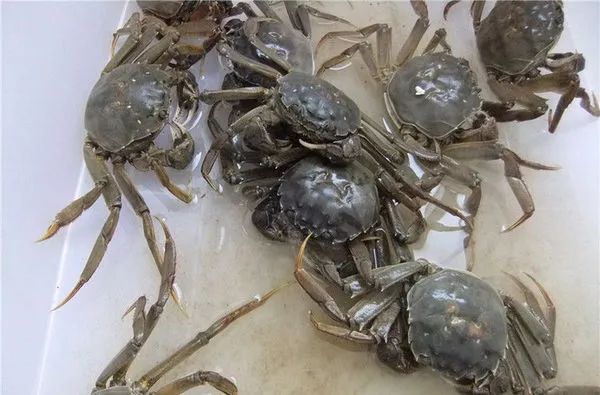卖螃蟹怎么存放活得更久,死螃蟹怎么保存才新鲜能保存多久