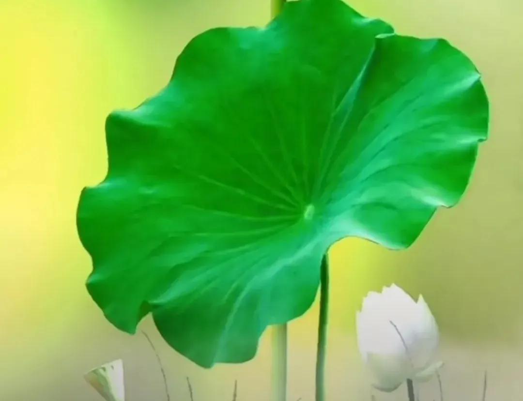 寂寞空庭美文,寂寞空庭春欲晚全集