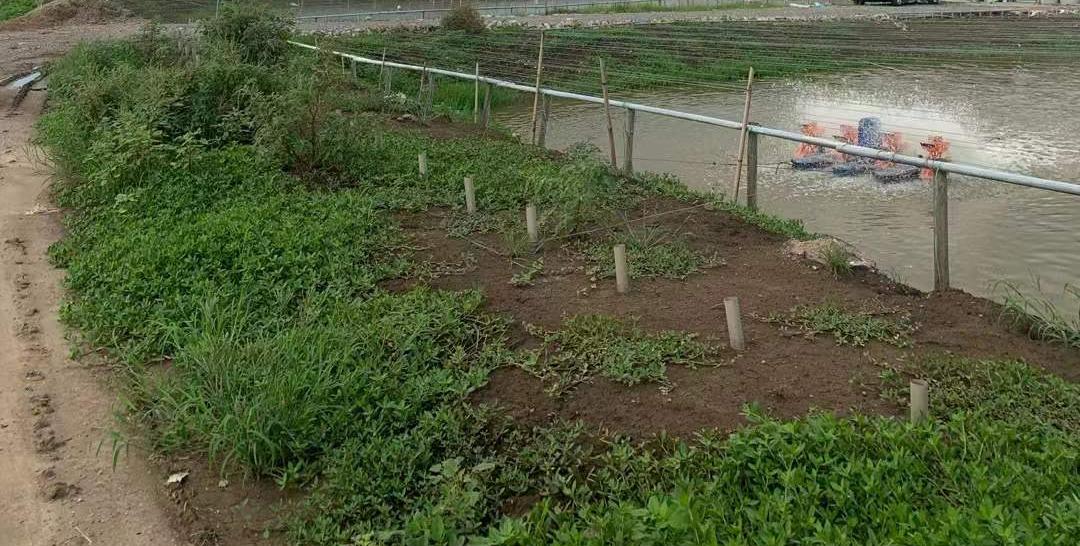 对虾养殖虾体色偏黄是什么问题,对虾养殖虾须过长不脱壳