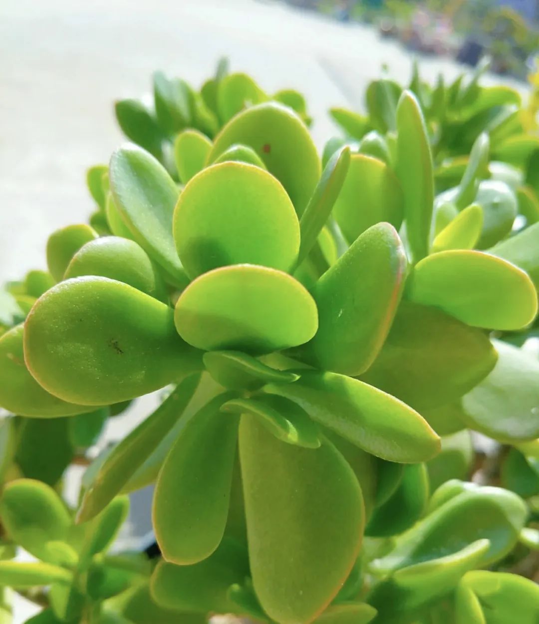 5种花别乱养香味有毒,5种花浇不死浇水越多长得越旺