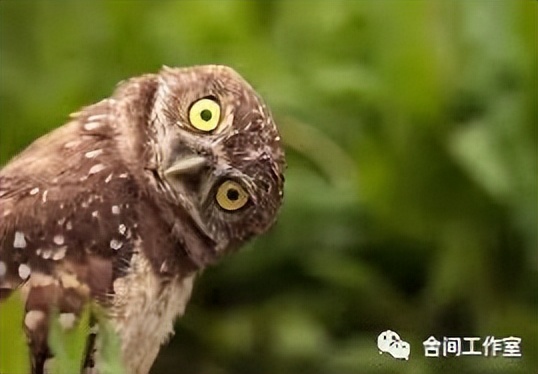 猫头鹰回去了吗,猫头鹰会一直待在一个地方吗