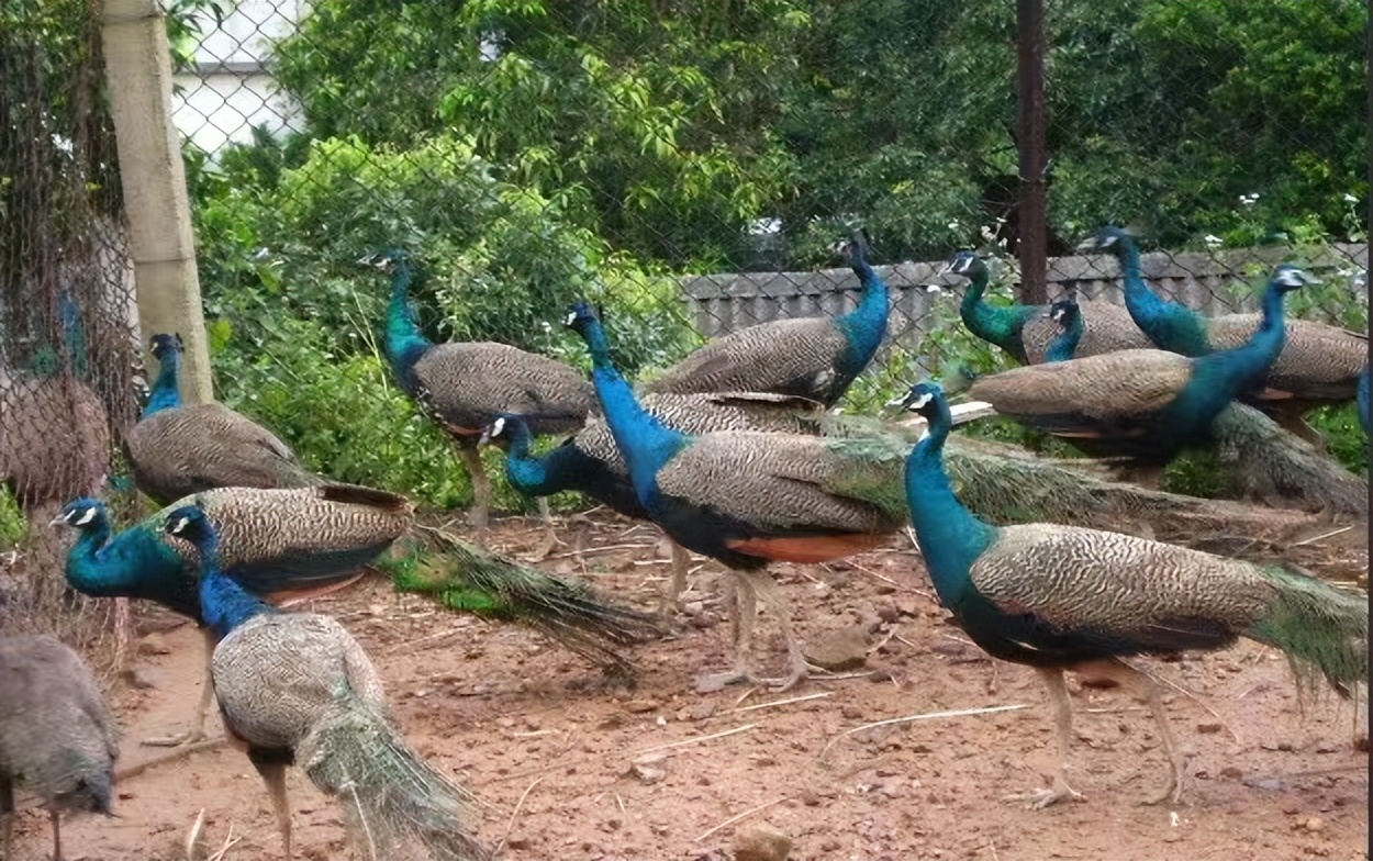 养孔雀主要靠什么赚钱,在农村养孔雀挣钱吗投资多少