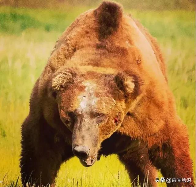 鬣狗捕食动物图片,鬣狗捕杀巨蟒