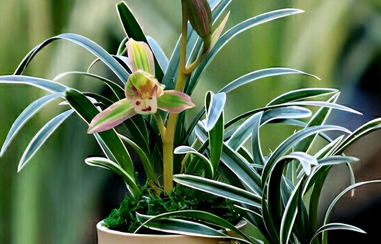 浓香型四季兰金边矮种,最适应在北方养殖的四季兰品种