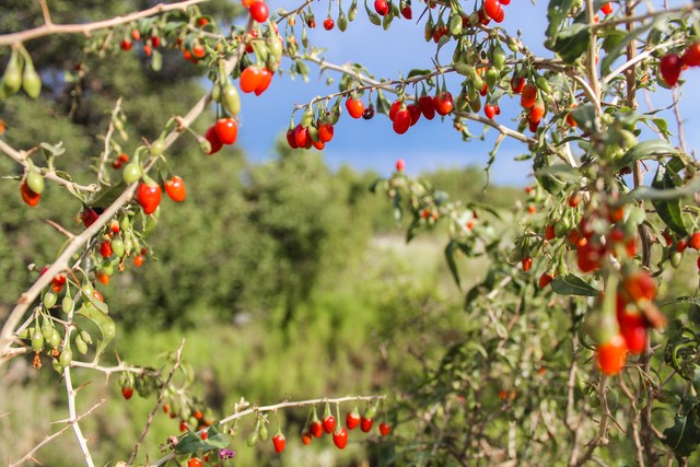 宁夏百年老枸杞,宁夏红枸杞美景